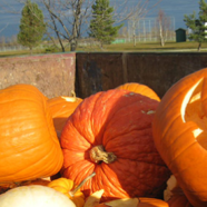 Great Pumpkin Smash