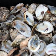 Oyster Shell Recycling at McIntire Recycling Center
