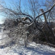 Albemarle and Charlottesville Sponsor Waiver of Fees from Jan. 6 – Jan. 24 at Ivy MUC for Storm-related Vegetative Debris
